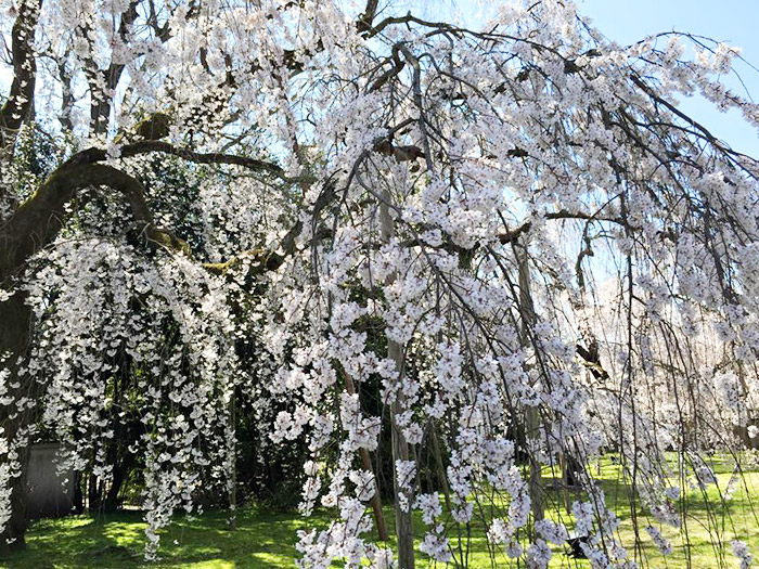 世界遺産　醍醐寺の桜