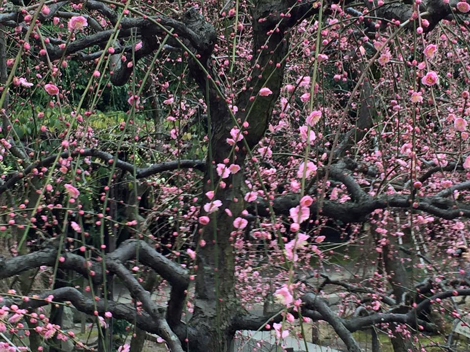 ２月　Plum blossoms