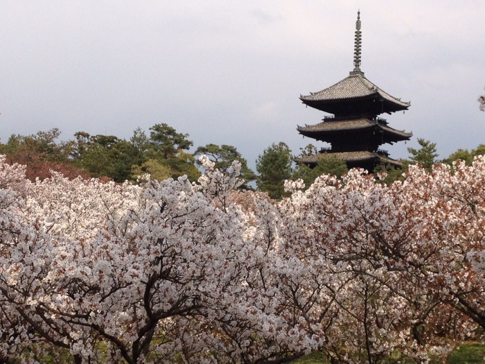 桜　sakura kyoto