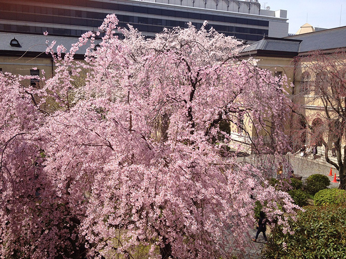 京都府庁　中庭の桜. sakura in kyoto