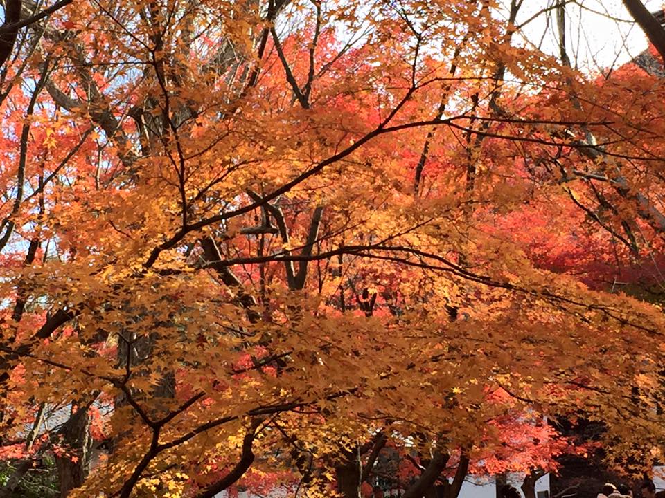Autumn leaves. kyoto