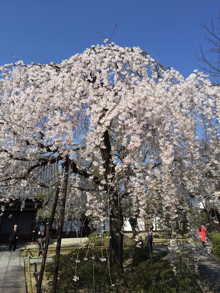 桜はまだまだ綺麗な京都です。仁和寺、龍安寺、大覚寺へ