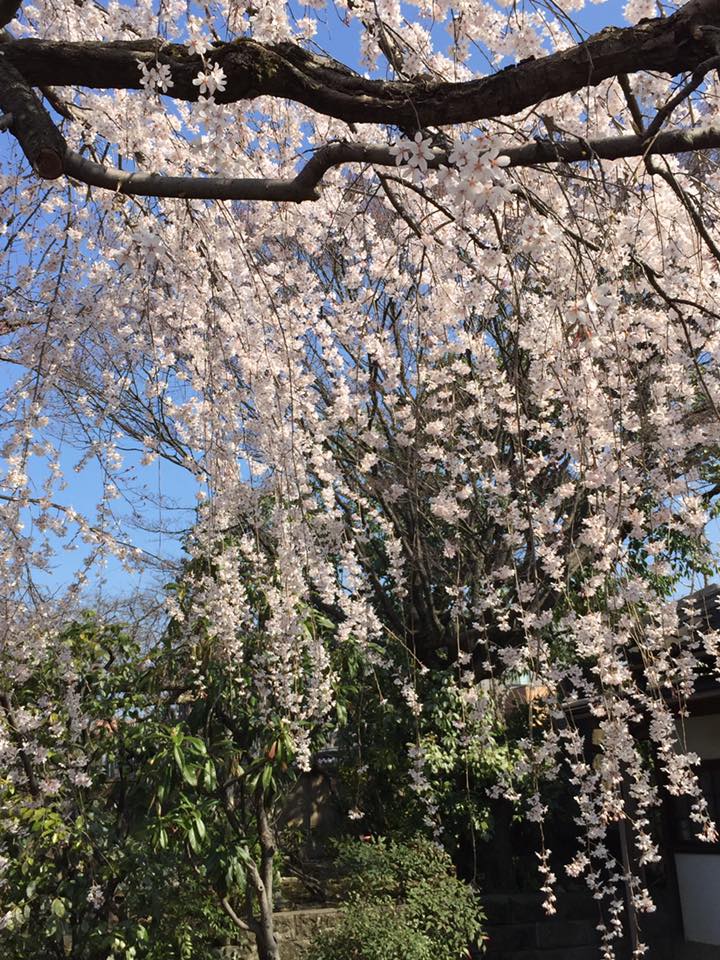 御所の近衛邸の 桜