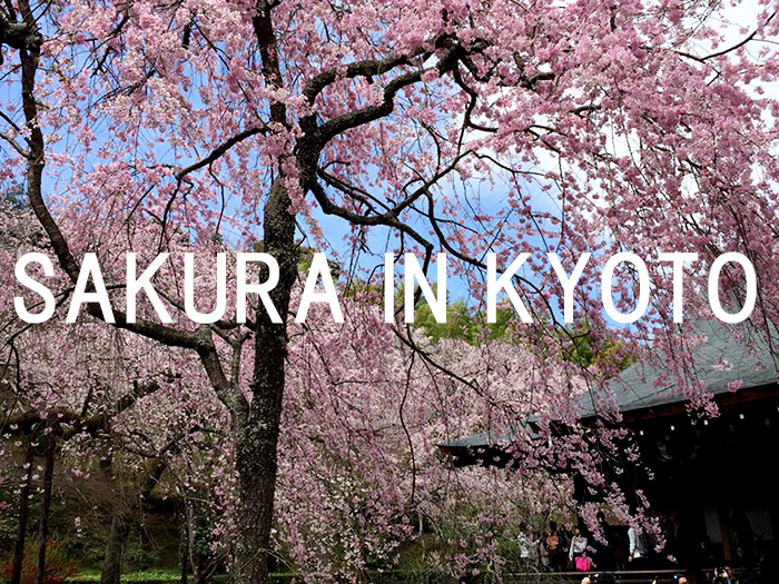Sakura Guide　Kyoto tour