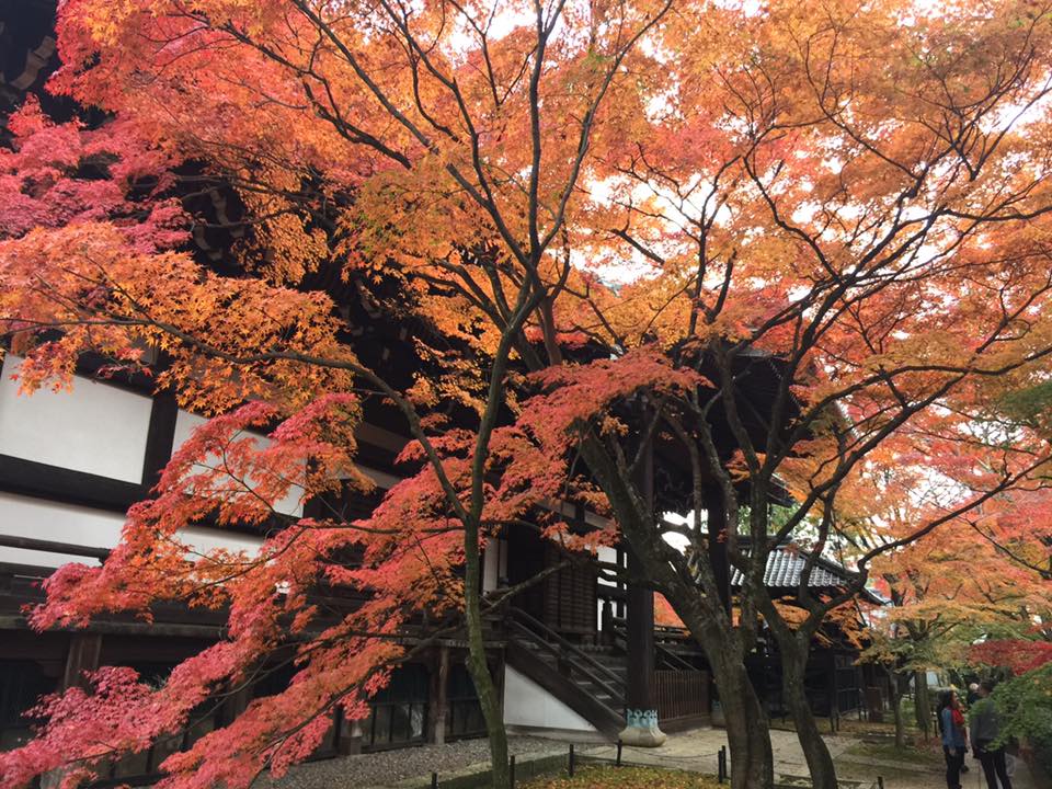 Kyoto Travel Eikando Temple